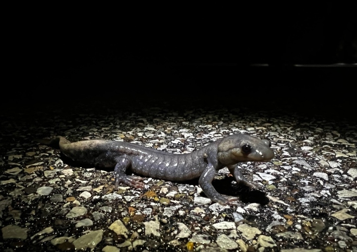 Jefferson Salamander